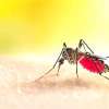 Dengue-fever 2023 08-07