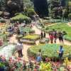 Ooty-flower-show-2024-04-28