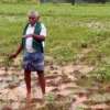 Nellai-Farmer-2025-11-29