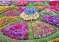 Ooty-Flower