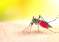 Dengue-fever 2023 08-07