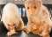 Thailand--animals-2025-09-1