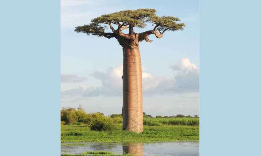 Adansonia 2022 04 02