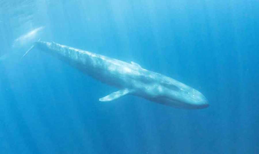 Blue-whale 2022 05 03