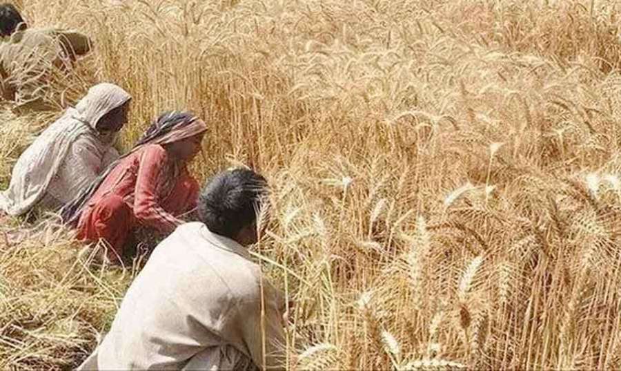 Wheat 2022 05 16