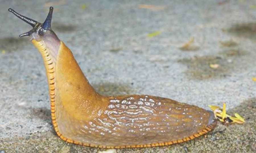 Snails 2022-06-04