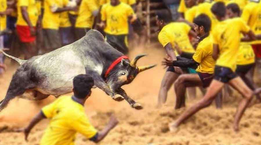 Jallikattu-2022 12 17