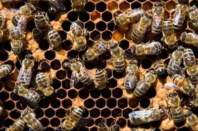 Bees 2023 02 18