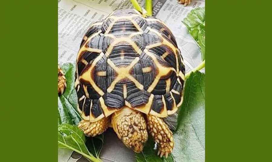 Star-Tortoise 2023 03 21