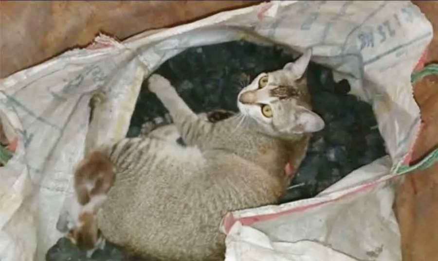 Tripura-Cat 2023 04 14