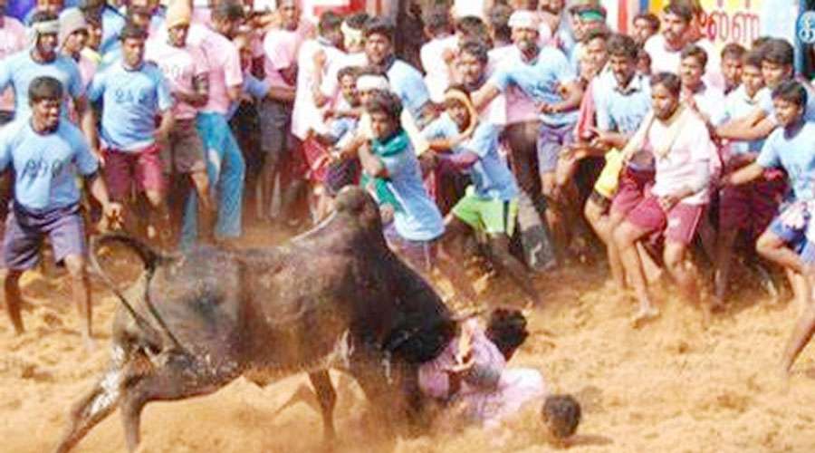 Jallikattu 2023-05-18