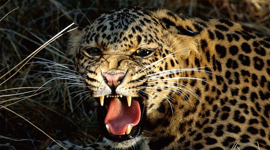 Cheeta 2023-12-29