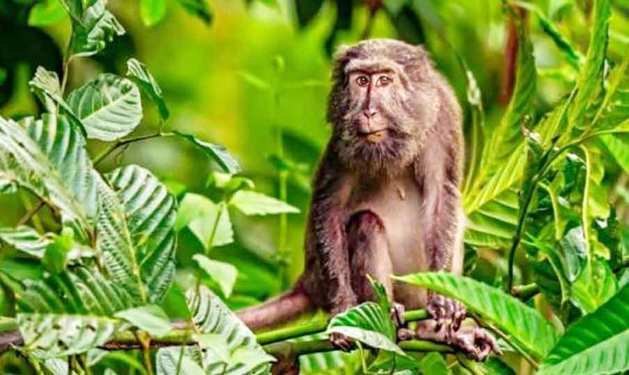 Monkey 2023-02-20