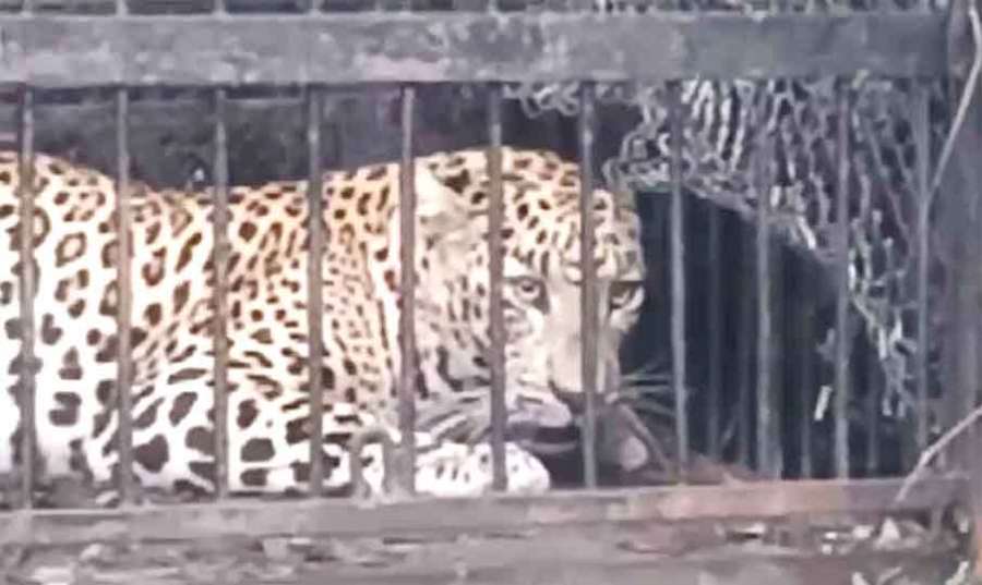 Puli 2024-01-07