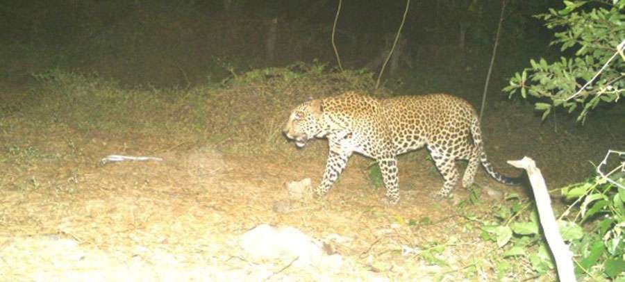 Ciruttai-leopard