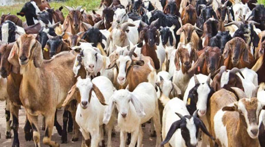 Goats