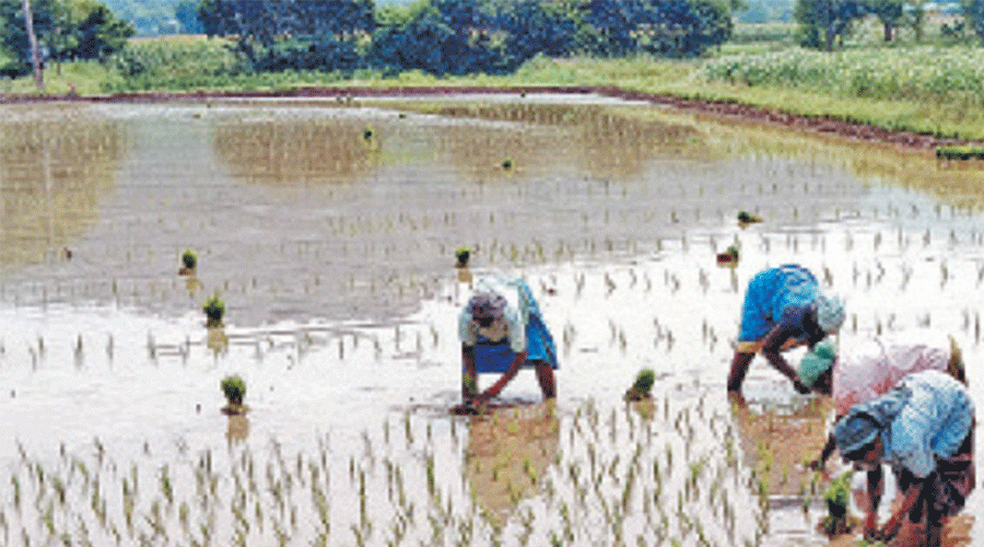 Samba-Farmer 2024-11-25 gif--