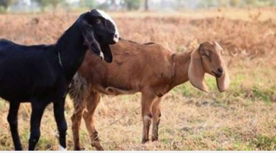 Goats