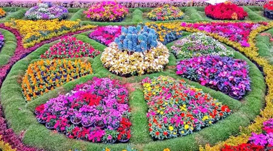 Ooty-Flower