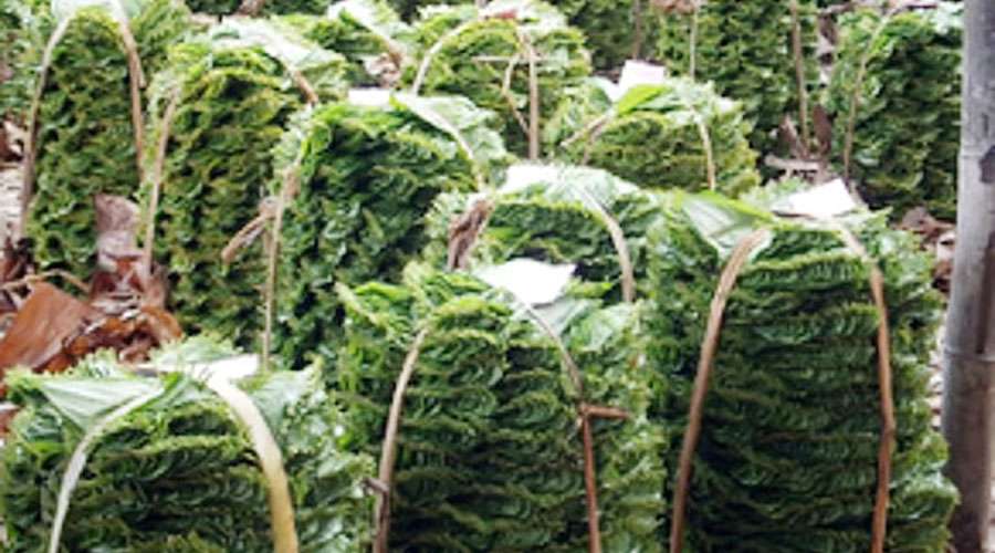 Kumbakonam-betel-leaf