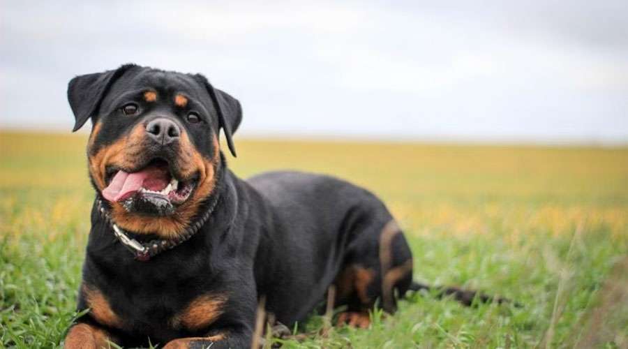 Rottweiler