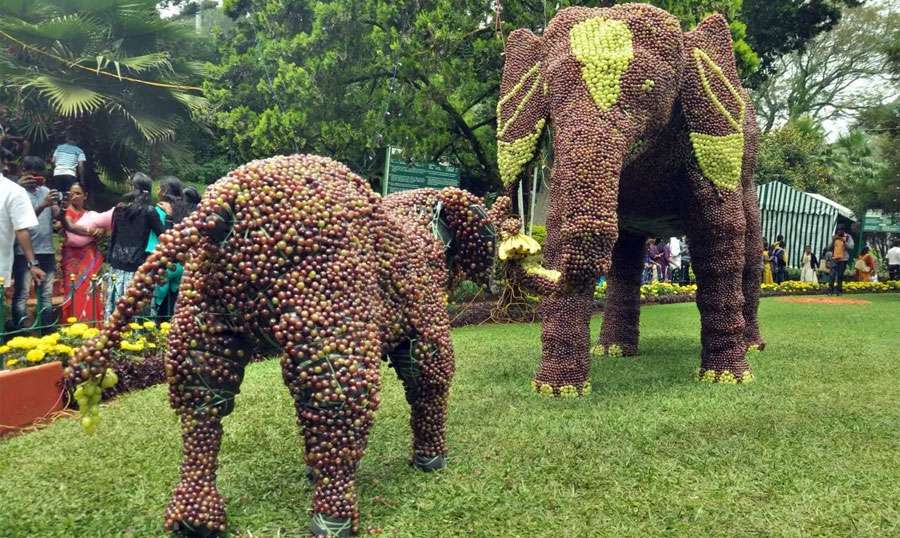 Coonoor-Fruit-show-2025-05-
