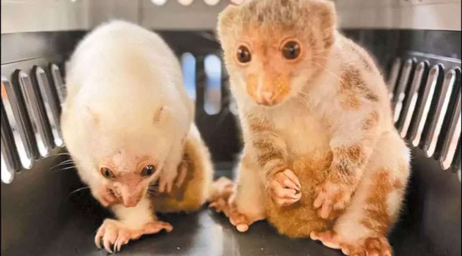 Thailand--animals-2025-09-1