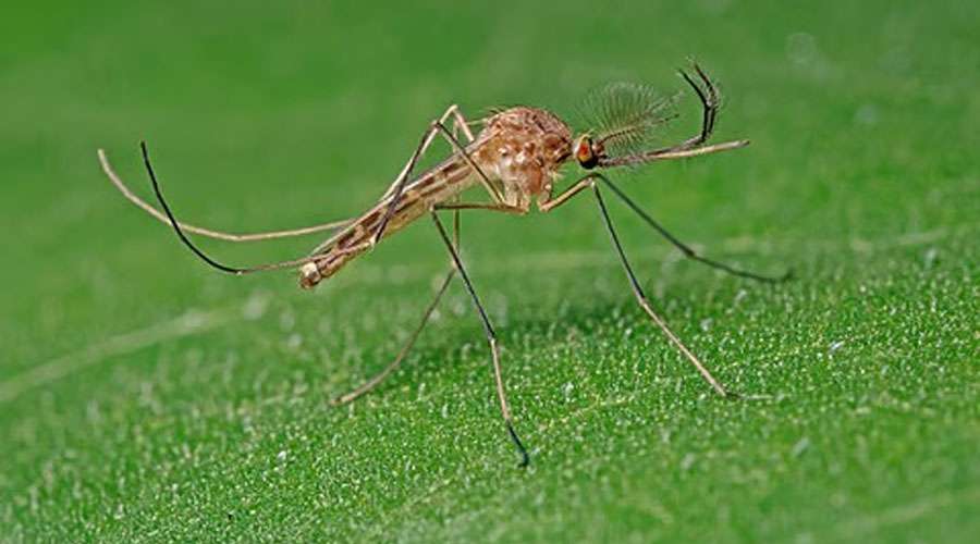 Iceland--Mosquito-2025-10-2