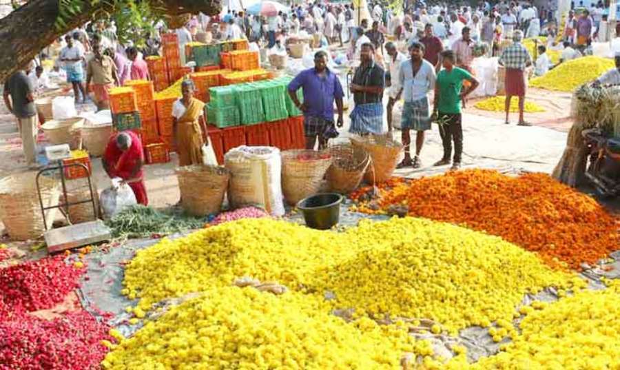 Thovalai-Flower 2023 06 28