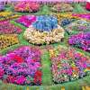 Ooty-Flower