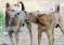 Dog 2025-08-20
