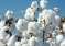 Cotton--2025-08-28