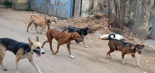 Dog