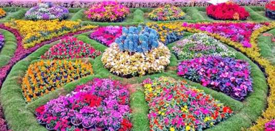 Ooty-Flower