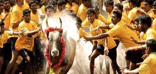 jallikattu