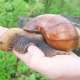 African-snail 2022-07-05