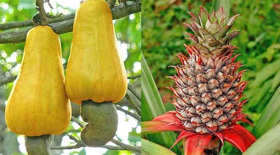 Cashew-pineapple-2022-03-31