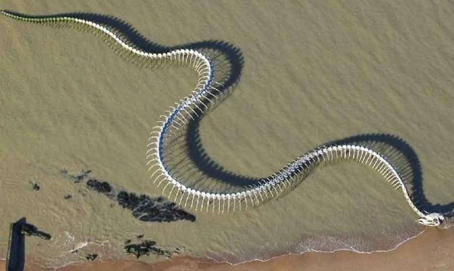 Snake 2022 04 01