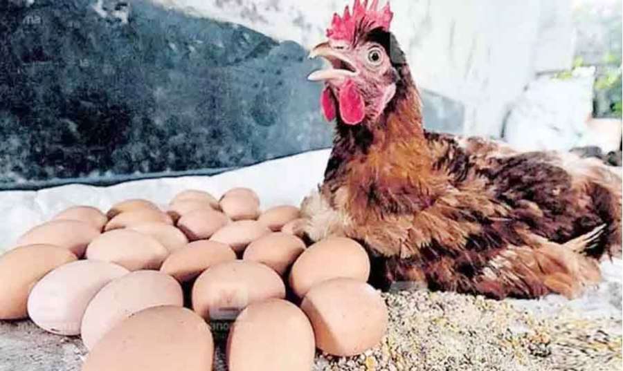 Kerala-chicken 2022-06-14