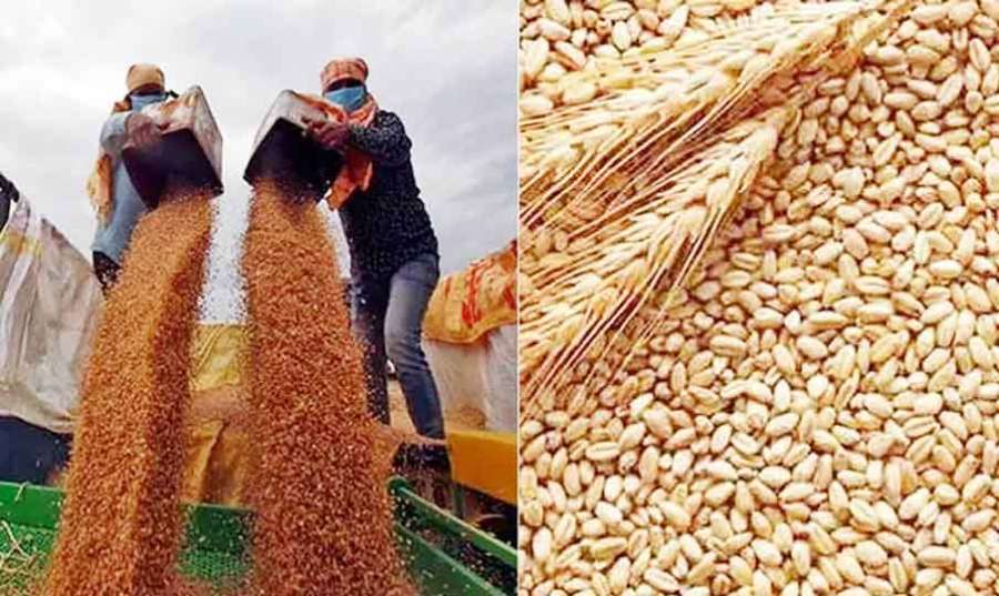 India-wheat 2022-06-15