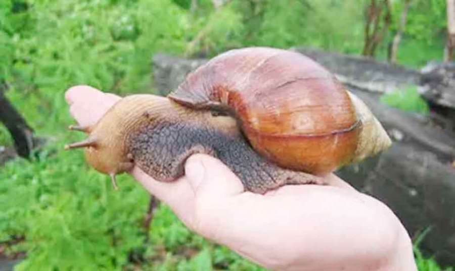 African-snail 2022-07-05