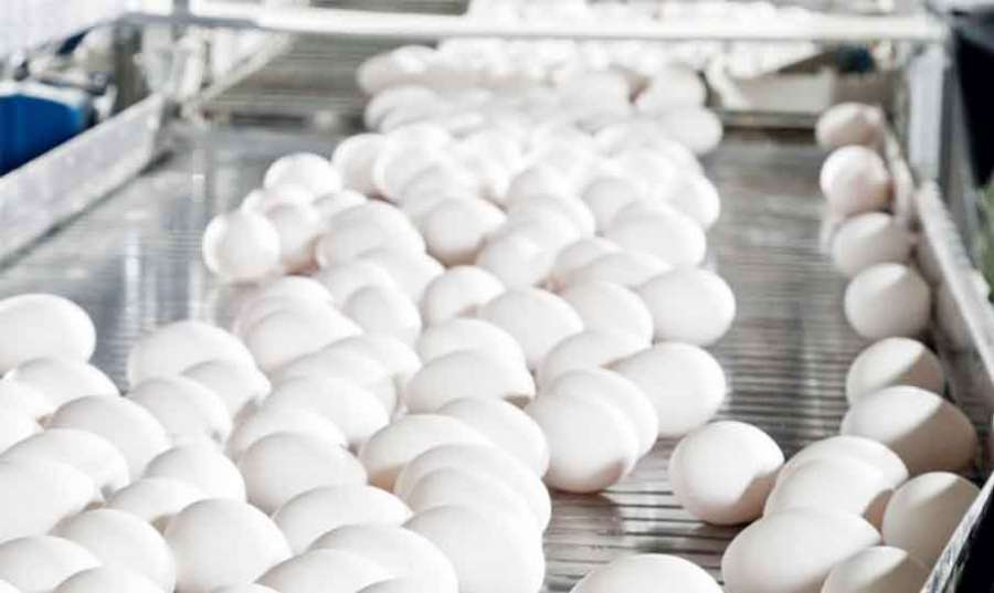 Egg-production 2022 08 06