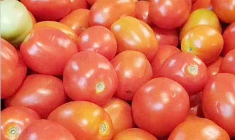 Tomato 2022-08-30