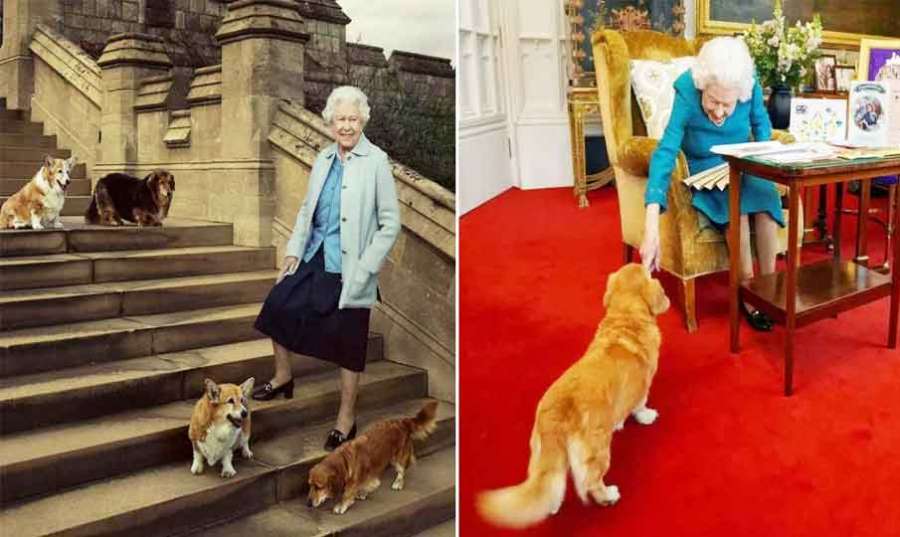 Elizabeth-Dog 2022 09 13