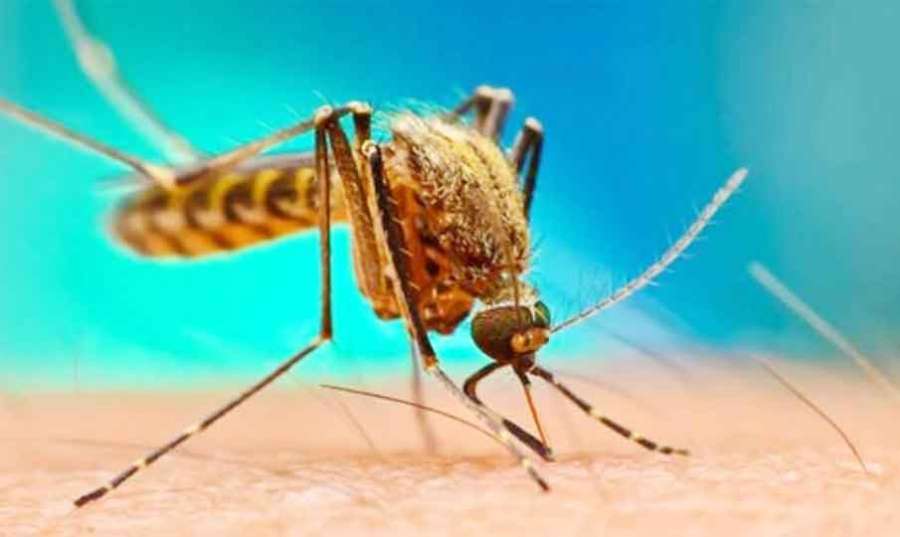 Dengue 2022--10-08