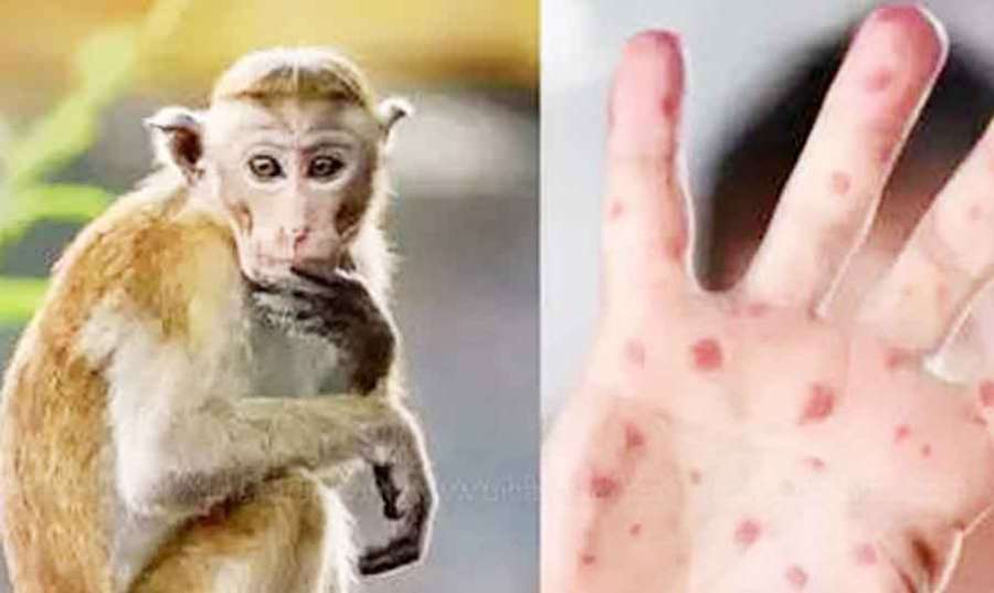 monkey- 2022-11-29