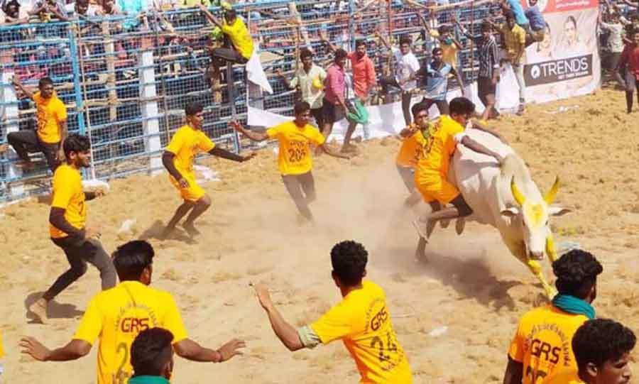 jallikattu-2022-12-01