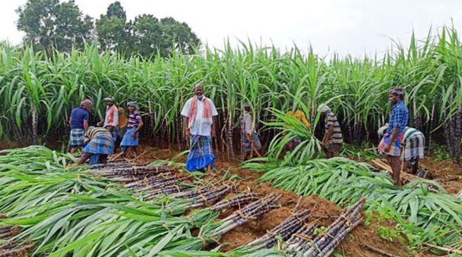 Sugarcane 2022-12-29