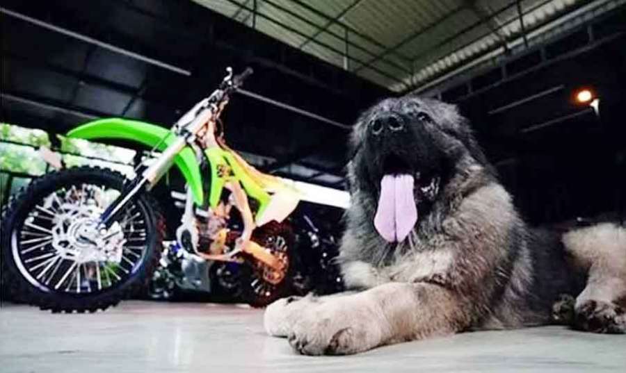 Dog 2023-01-06