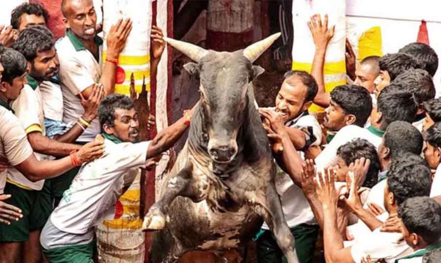 Jallikattu 2023-01-06